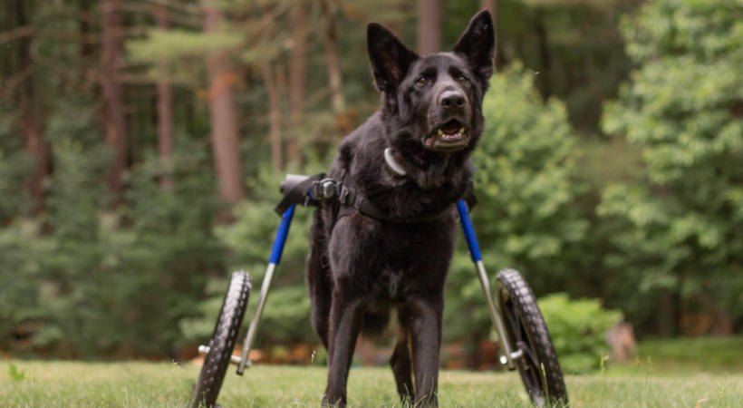 Black German Shepherd with DM uses dog wheelchair outside
