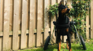 Disabled Doberman Pinscher stands proudly in Walkin' Wheels dog wheelchair