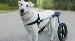Large dog on walk in new Walkin' Wheels dog wheelchair