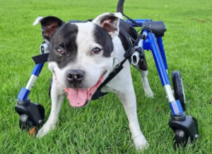 Full support dog wheelchair 