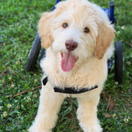 Disabled puppy uses small puppy wheelchair on walk