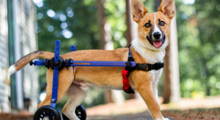 Corgi puppy wheelchair