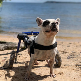 Paralyzed Bulldog in wheelchair walks on the beach