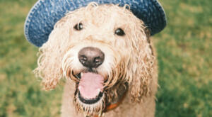 Oodle dog wears hat