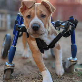 Handicapped puppy uses a full support wheelchair to exercise