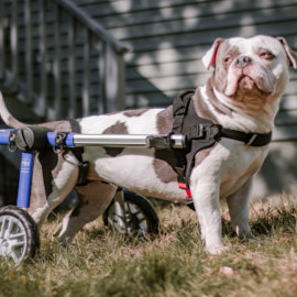Bulldog wheelchair helps dog walk again