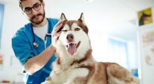 Husky visits veterinarian