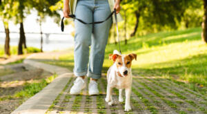 Jack Russell Terrier on walk with owner