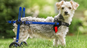 Small dog in Mini Walkin' Wheels dog wheelchair