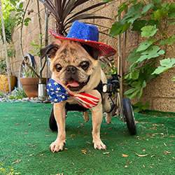 Wheelchair pug all dressed up for the 4th of July