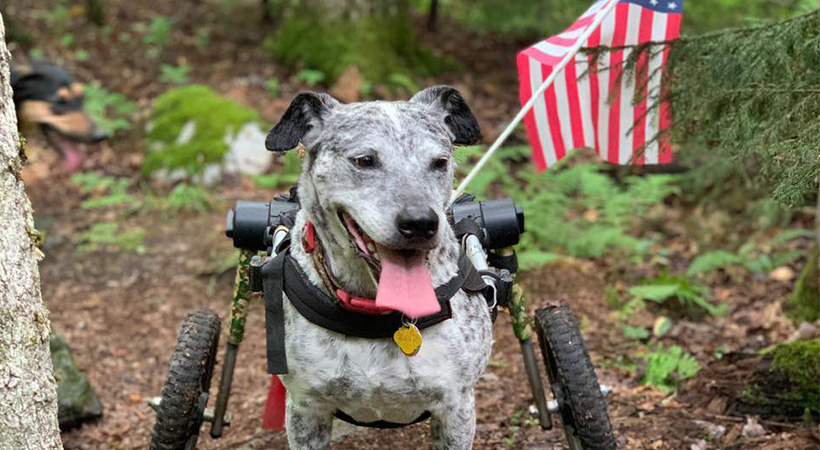 Wheelchair dog enjoys July 4th