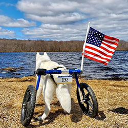 Wheelchair dog goes to beach with the American flag