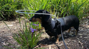 Blind dachshund wears Blind dog halo on walk