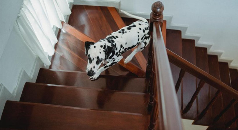 dalmatian climbs up the stairs