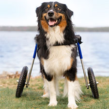 Australian Shepherd walks in dog wheelchair