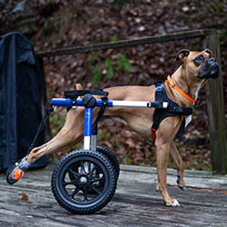 Paralyzed dog uses boot and stirrups to lift feet off ground