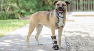 Dog with leg injury wears a front splint to heal
