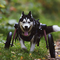 Paralyzed husky runs in new Walkin' Wheels dog wheelchair