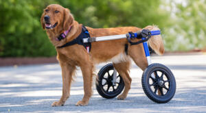 Dog wheelchair for Golden Retriever