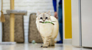 White fluffy cat walking and carrying a toy