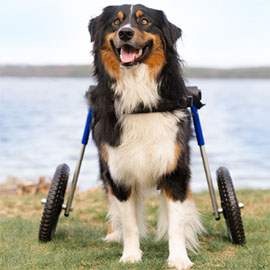 Walkin' Wheels dog wheelchair to keep dogs active