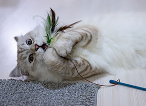 Cat playing with a wand as an example of exercise ideas for senior cats