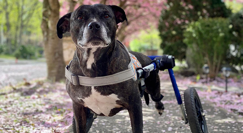 Senior Pitbull walks in Walkin' Wheels dog wheelchair