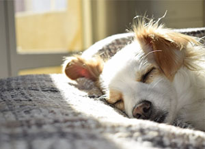 White dog with brown ears sleeping