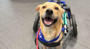 Rescue dog Buster smiles in his dog wheelchair