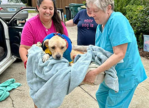 Injured rescue dog carried by rescuers