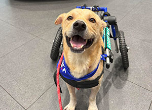 Buster in his wheelchair