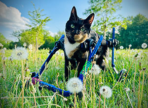 Gracie the cat in her wheelchair