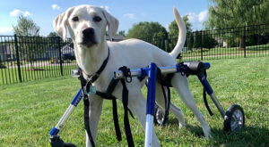 Young lab uses quad wheelchair for mobility issues