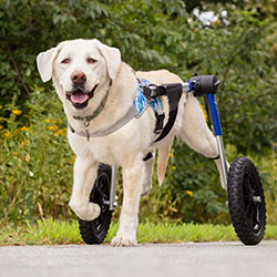 Yellow Labrador smiles on wheelchair walk