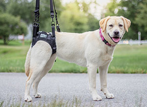 Labrador in a rear harness to support weak rear legs