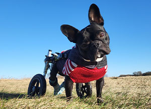 Paralyzed French Bulldog Mokie loves his dog wheelchair