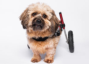 Small terrier poses in dog wheelchair