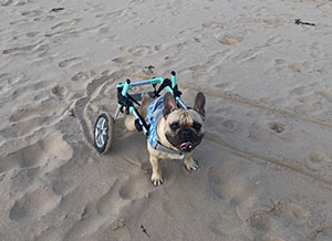 French Bulldog goes to beach in dog wheelchair