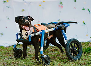 Rescue Pitbull stays active in his full support wheelchair for dogs