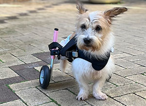 Small dog in pink wheelchair