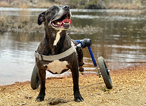 Tank the Pit Bull is all smiles in his dog wheelchair