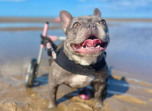 French Bulldog at beach in pink whelchair