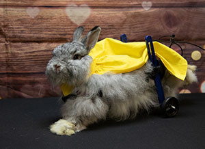 Frankie the rescue bunny in his wheelchair and yellow cape