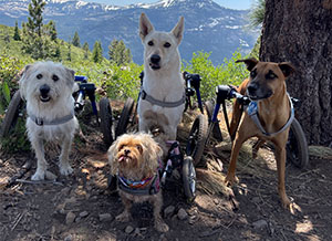 Four unstoppable dogs on a hike in wheelchairs