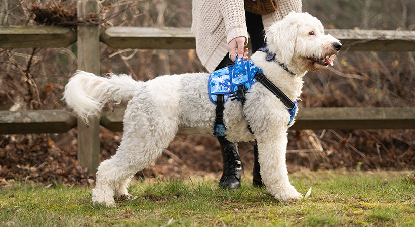Sheepdog uses a front lifting harness for front leg support