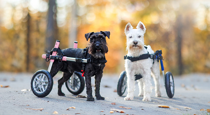 Two disabled schnauzers in wheelchairs