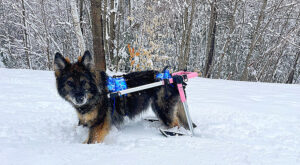 Paralyzed shepherd dog walks in snow in pink wheelchair